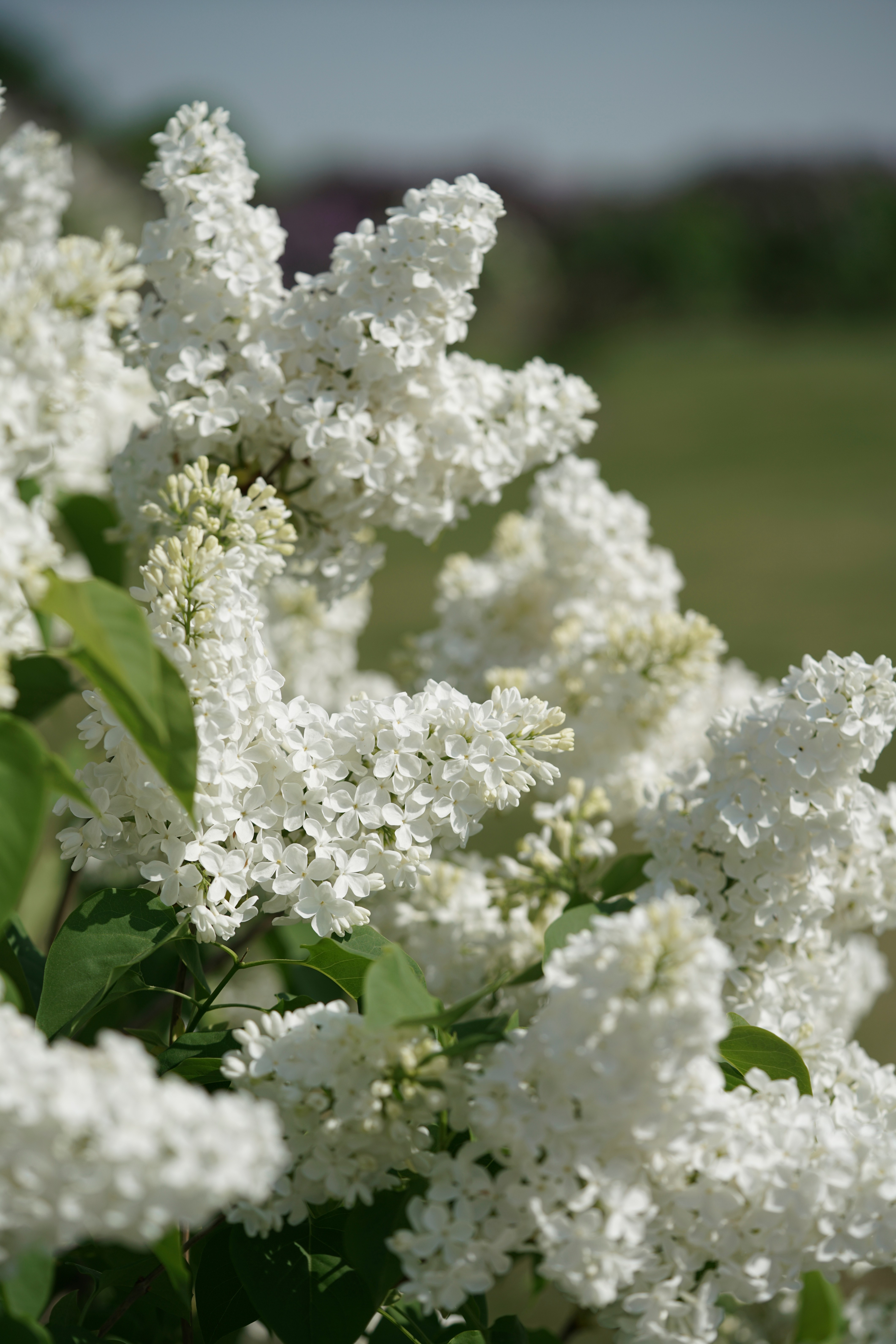 "Lebjoduska" Syringa vulgaris